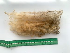 Leicestern, felting, natural wool, the sheep wool